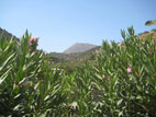 seaside-garden-05.jpg